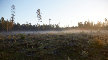 Skønhed skal bestå